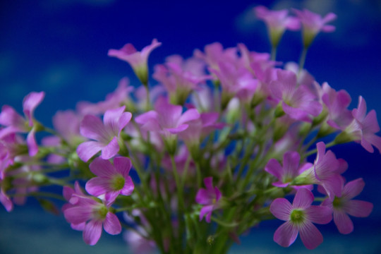 紫色酢浆草花