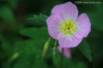 美丽月见草