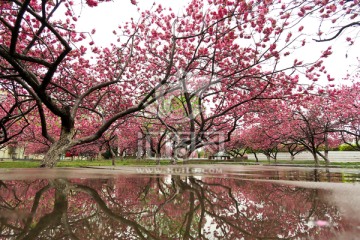 桃园 桃林 桃花