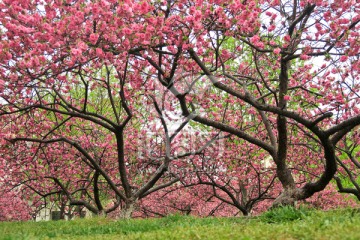 桃园 桃林 桃花