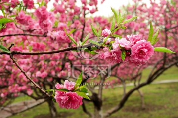 桃花林 红色桃花