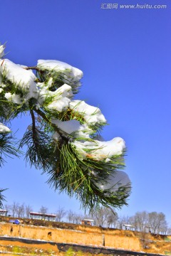 春雪 松树