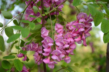 紫槐花