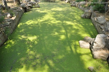 池塘风景