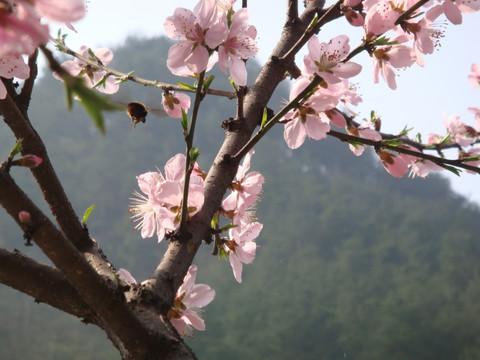 桃花摄影