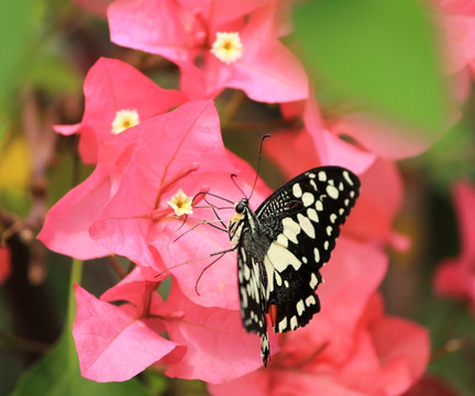 蝶恋花