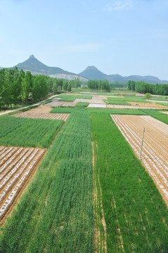 麦苗  小麦