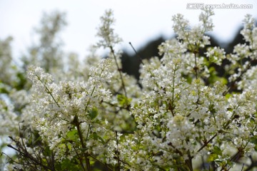 丁香花