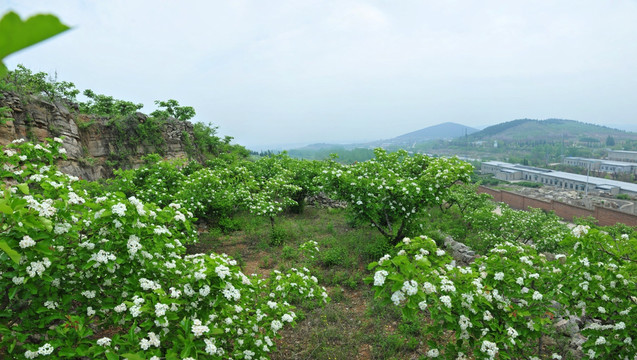 山楂花 白色花