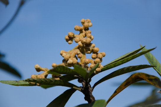 枇杷花枝