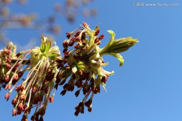 春芽 春天 树牙 树 发芽