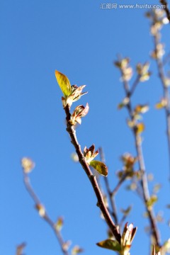 春芽 春天 树牙 树 发芽