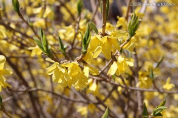 迎春花 春天 花开 春暖花开