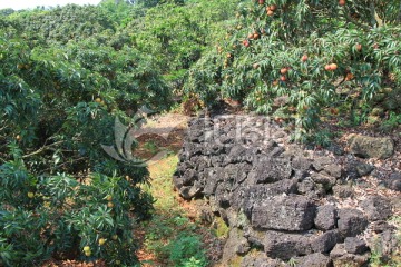 海南火山口荔枝