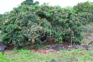 荔枝种植