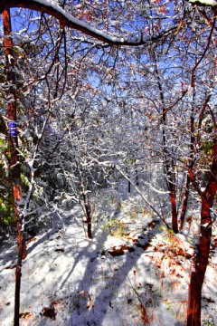 春雪