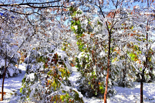 春雪