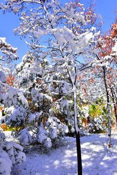 春雪