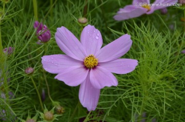 非洲菊