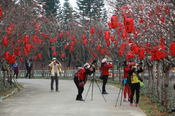 樱花 花朵 花卉 植物 特写