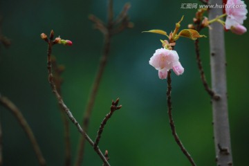 樱花 花朵 花卉 植物 特写