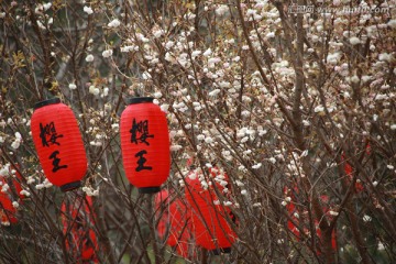 樱花 花朵 花卉 植物 特写