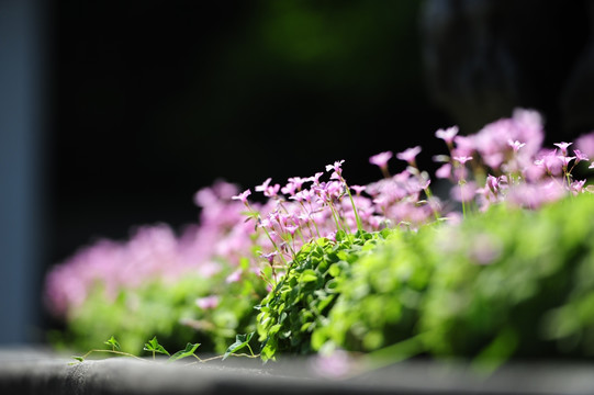 日日樱开花