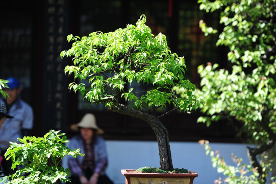 植物盆景黄杨