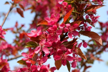 绚丽海棠花