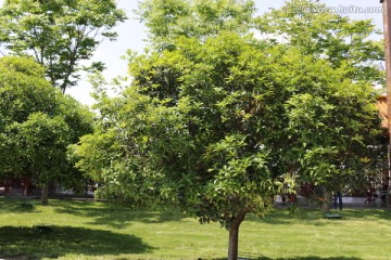 桂花树