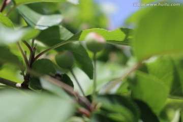 小苹果