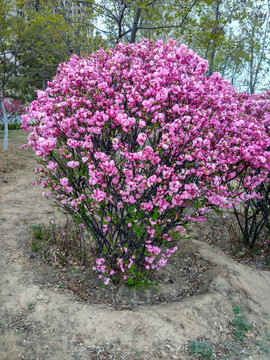 山桃花