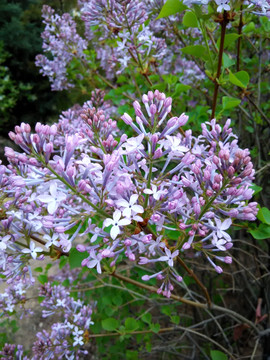 丁香花特写