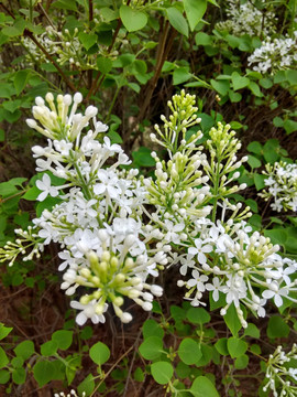 丁香花特写