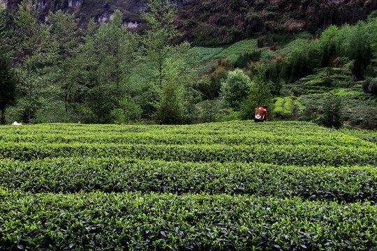 荥经 高山茶园