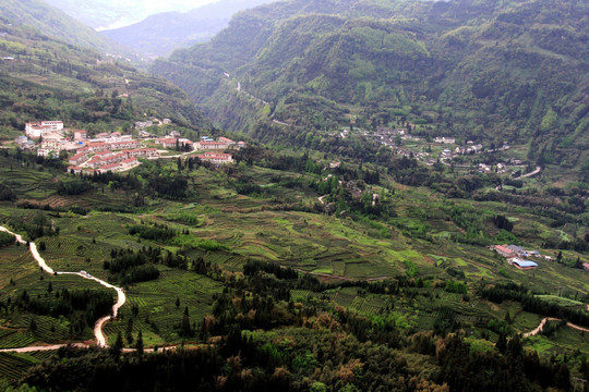 荥经 高山茶园