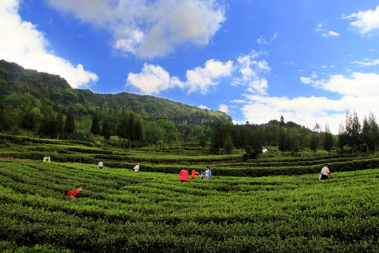 荥经 高山茶园