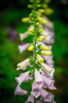 风铃花