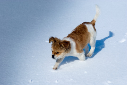 雪地小黄狗