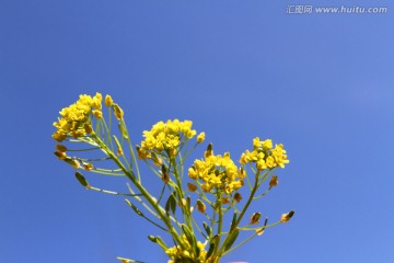 春天 花 野花 黄花 无名花