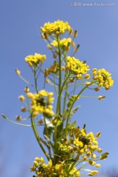 春天 花 野花 黄花