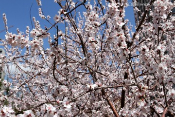 桃红柳绿 花卉 花树 春天 树