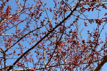 桃红柳绿 花卉 花树 春天 树