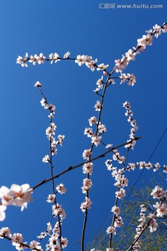 桃红柳绿 花卉 花树 春天 树