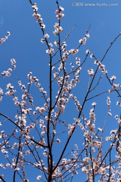 桃红柳绿 花卉 花树 春天 树