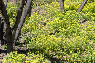 春天 花 野花 黄花 无名花