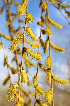 春芽 春天 树牙 树 发芽