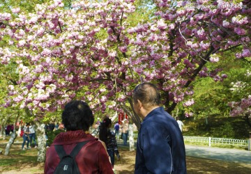 赏樱 赏花