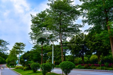 绿化植被