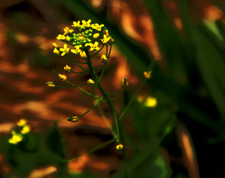 花